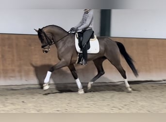 Hanoverian, Gelding, 4 years, 16,1 hh, Bay-Dark