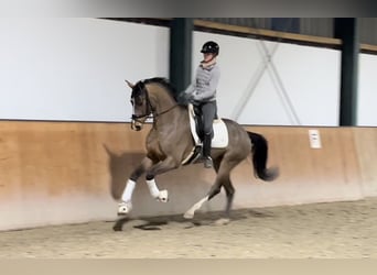 Hanoverian, Gelding, 4 years, 16,1 hh, Bay-Dark