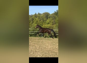 Hanoverian, Gelding, 4 years, 16.1 hh, Bay-Dark