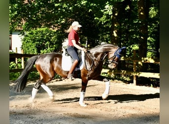 Hanoverian, Gelding, 4 years, 16.1 hh, Bay-Dark