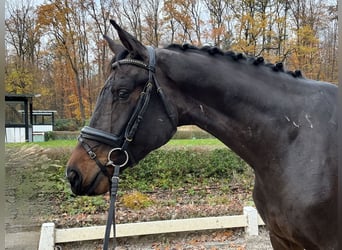 Hanoverian, Gelding, 4 years, 16.1 hh, Bay-Dark