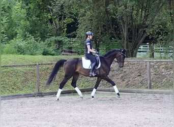 Hanoverian, Gelding, 4 years, 16.1 hh, Bay-Dark