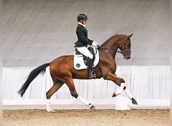 Hanoverian, Gelding, 4 years, 16.1 hh, Bay-Dark