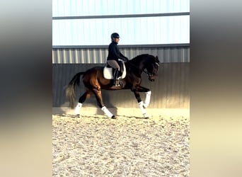 Hanoverian, Gelding, 4 years, 16,1 hh, Bay-Dark