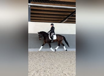 Hanoverian, Gelding, 4 years, 16,1 hh, Bay-Dark