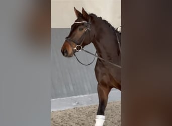 Hanoverian, Gelding, 4 years, 16,1 hh, Bay-Dark