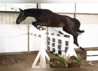Hanoverian, Gelding, 4 years, 16.1 hh, Bay-Dark