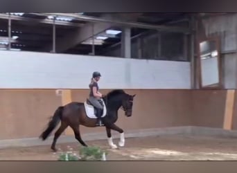Hanoverian, Gelding, 4 years, 16.1 hh, Bay-Dark