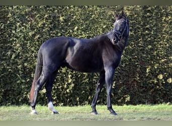 Hanoverian, Gelding, 4 years, 16,1 hh, Black