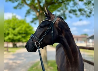 Hanoverian, Gelding, 4 years, 16.1 hh, Black