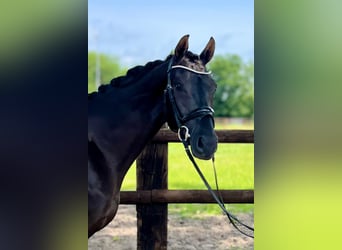 Hanoverian, Gelding, 4 years, 16.1 hh, Black