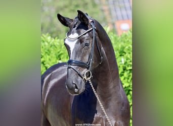 Hannoveraner, Wallach, 4 Jahre, 16,1 hh, Rappe