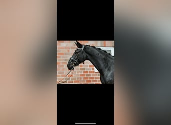 Hanoverian, Gelding, 4 years, 16,1 hh, Black