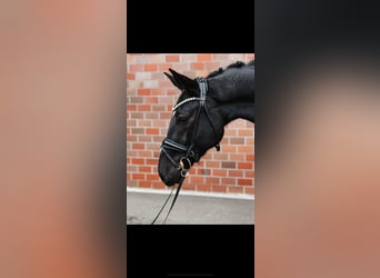 Hanoverian, Gelding, 4 years, 16,1 hh, Black