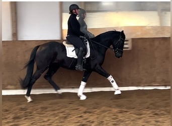 Hanoverian, Gelding, 4 years, 16.1 hh, Black
