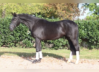 Hanoverian, Gelding, 4 years, 16.1 hh, Black