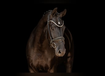 Hanoverian, Gelding, 4 years, 16.1 hh, Black