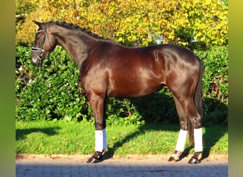 Hanoverian, Gelding, 4 years, 16,1 hh, Black