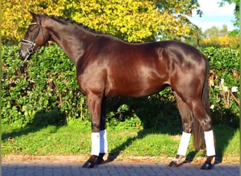 Hanoverian, Gelding, 4 years, 16,1 hh, Black