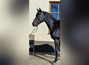 Hanoverian, Gelding, 4 years, 16.1 hh, Black