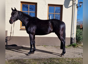 Hanoverian, Gelding, 4 years, 16.1 hh, Black