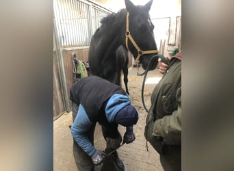 Hanoverian, Gelding, 4 years, 16.1 hh, Black