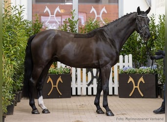Hanoverian, Gelding, 4 years, 16.1 hh, Black