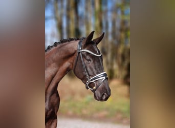 Hanoverian, Gelding, 4 years, 16.1 hh, Black
