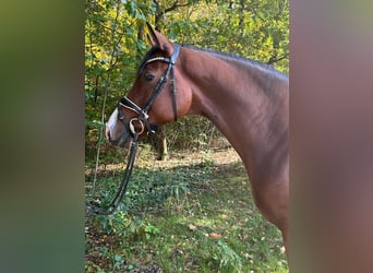 Hanoverian, Gelding, 4 years, 16,1 hh, Brown