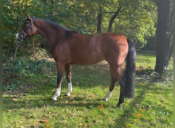 Hanoverian, Gelding, 4 years, 16,1 hh, Brown