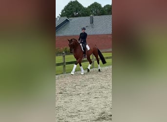 Hanoverian, Gelding, 4 years, 16.1 hh, Brown