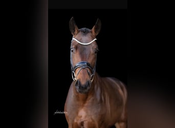 Hanoverian, Gelding, 4 years, 16,1 hh, Brown