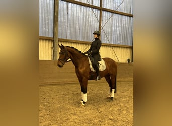 Hanoverian, Gelding, 4 years, 16,1 hh, Brown