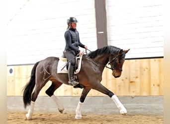 Hanoverian, Gelding, 4 years, 16,1 hh, Brown