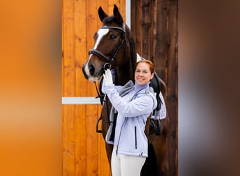 Hanoverian, Gelding, 4 years, 16,1 hh, Brown