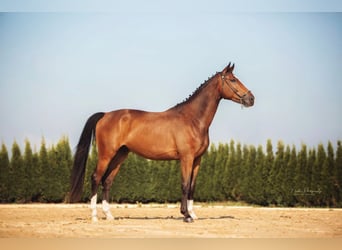 Hanoverian, Gelding, 4 years, 16,1 hh, Brown