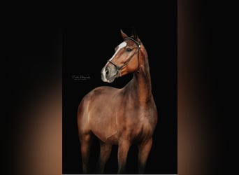 Hanoverian, Gelding, 4 years, 16,1 hh, Brown