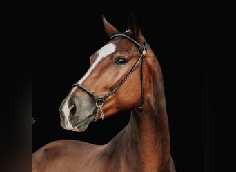 Hanoverian, Gelding, 4 years, 16,1 hh, Brown