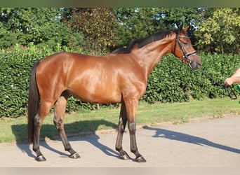 Hanoverian, Gelding, 4 years, 16.1 hh, Brown
