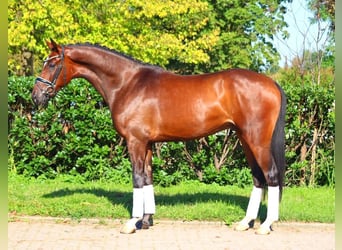 Hanoverian, Gelding, 4 years, 16,1 hh, Brown