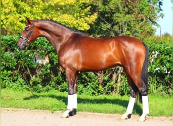 Hanoverian, Gelding, 4 years, 16,1 hh, Brown