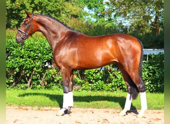 Hanoverian, Gelding, 4 years, 16,1 hh, Brown