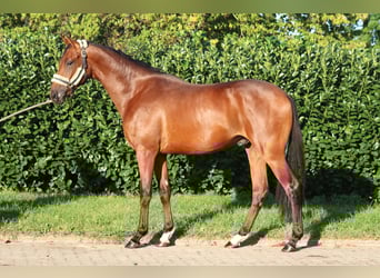 Hanoverian, Gelding, 4 years, 16.1 hh, Brown