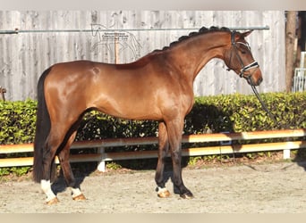 Hanoverian, Gelding, 4 years, 16.1 hh, Brown