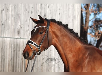 Hanoverian, Gelding, 4 years, 16.1 hh, Brown
