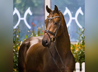 Hanoverian, Gelding, 4 years, 16,1 hh, Brown