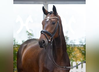 Hanoverian, Gelding, 4 years, 16.1 hh, Brown