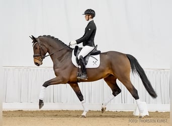 Hanoverian, Gelding, 4 years, 16,1 hh, Brown