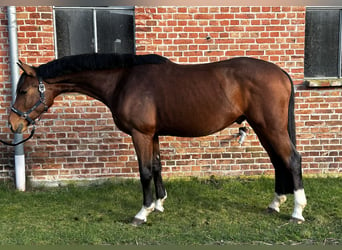 Hanoverian, Gelding, 4 years, 16.1 hh, Brown