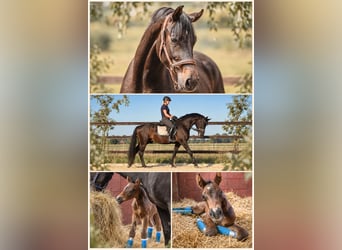 Hanoverian, Gelding, 4 years, 16.1 hh, Brown